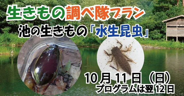 生きもの調べ隊～池の生きもの「水生昆虫」～