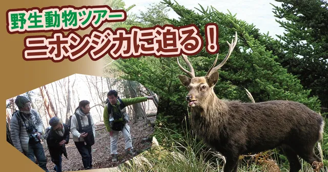 野生動物ツアー　ニホンジカに迫る！＜中止となりました＞