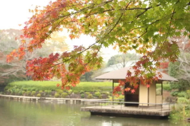 【紅葉・見ごろ】千葉県立柏の葉公園