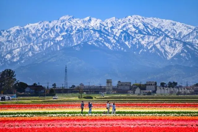 にゅうぜんフラワーロード2026