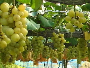 ハニービーナス狩り（世羅大豊農園）
