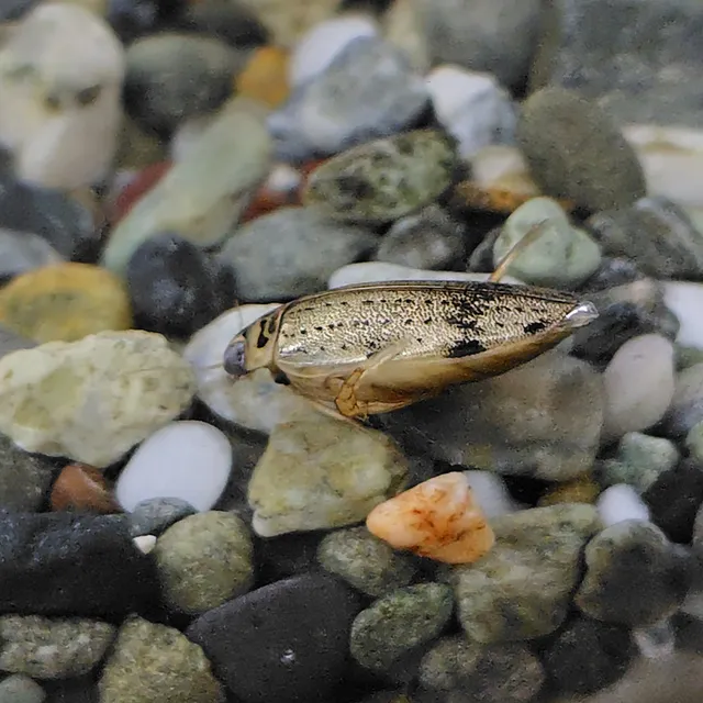 ファーブル伊藤の昆虫展 ～ボクの好きな虫たち～