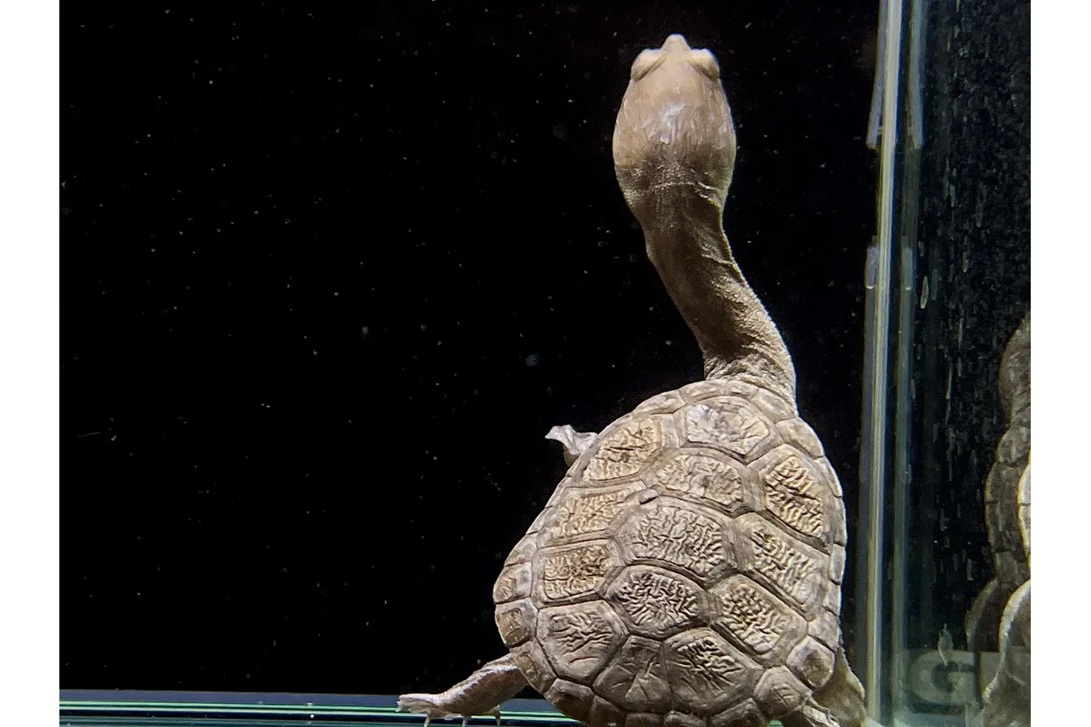 カメ GEX（ジェックス） カメ元気かんたん飼育セットST : コメリドット
