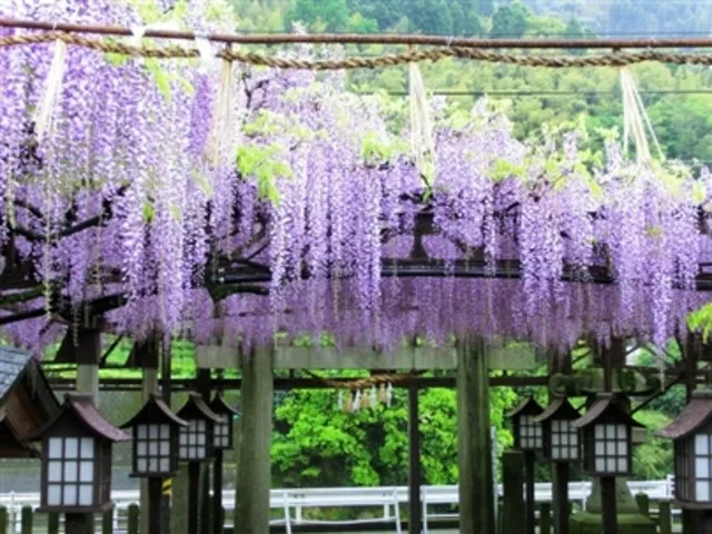 令和8年度八女黒木大藤まつり