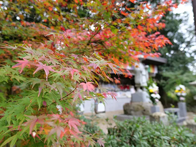 【紅葉・見ごろ】安倍文殊院_1