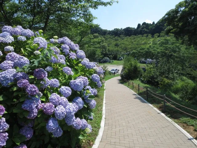 あじさい祭り