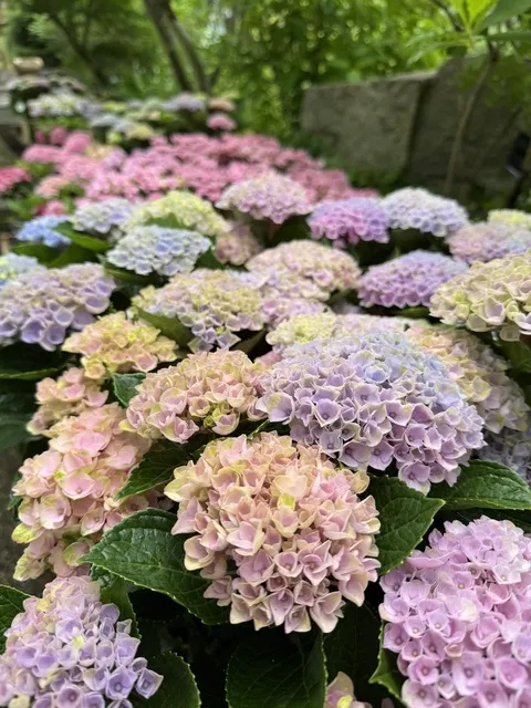 アジサイの小川