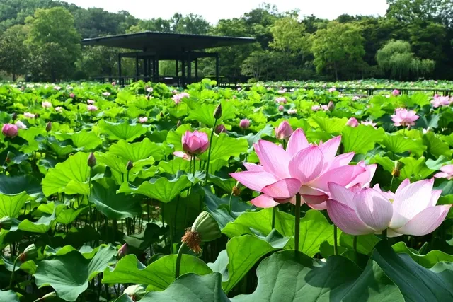 万博記念公園 早朝観蓮会