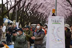 横田基地 サクラ・スプリング・フェスティバル