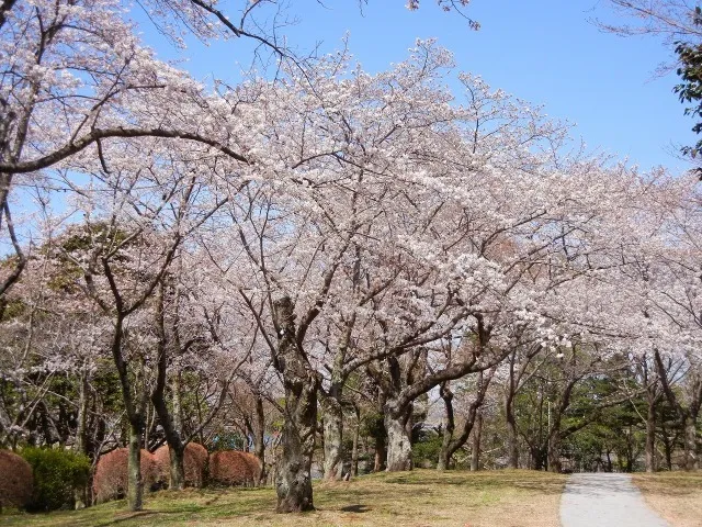 【桜・見ごろ】あけぼの山公園