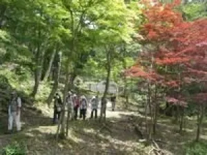 【紅葉・見ごろ】八ツ淵の滝