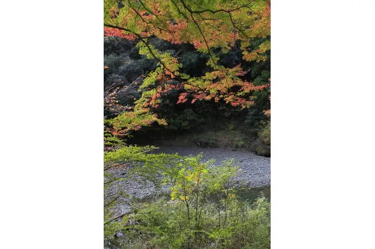 七里川渓谷の紅葉情報_1