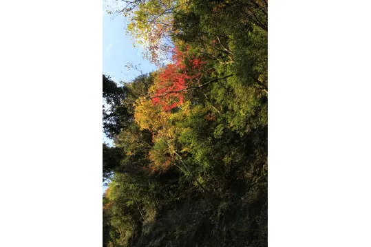 七里川渓谷の紅葉情報_2