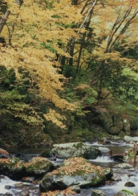 【紅葉・見ごろ】赤西渓谷
