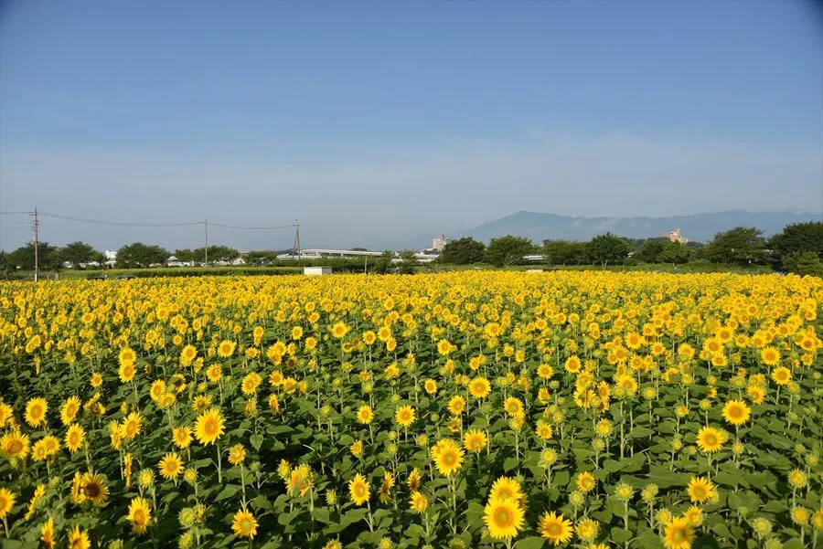 座間市 55万本のひまわりまつり_4