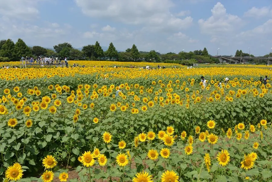 座間市 55万本のひまわりまつり_5