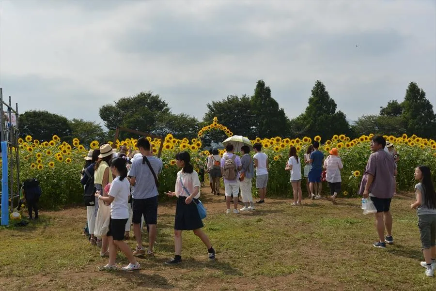座間市 55万本のひまわりまつり_6