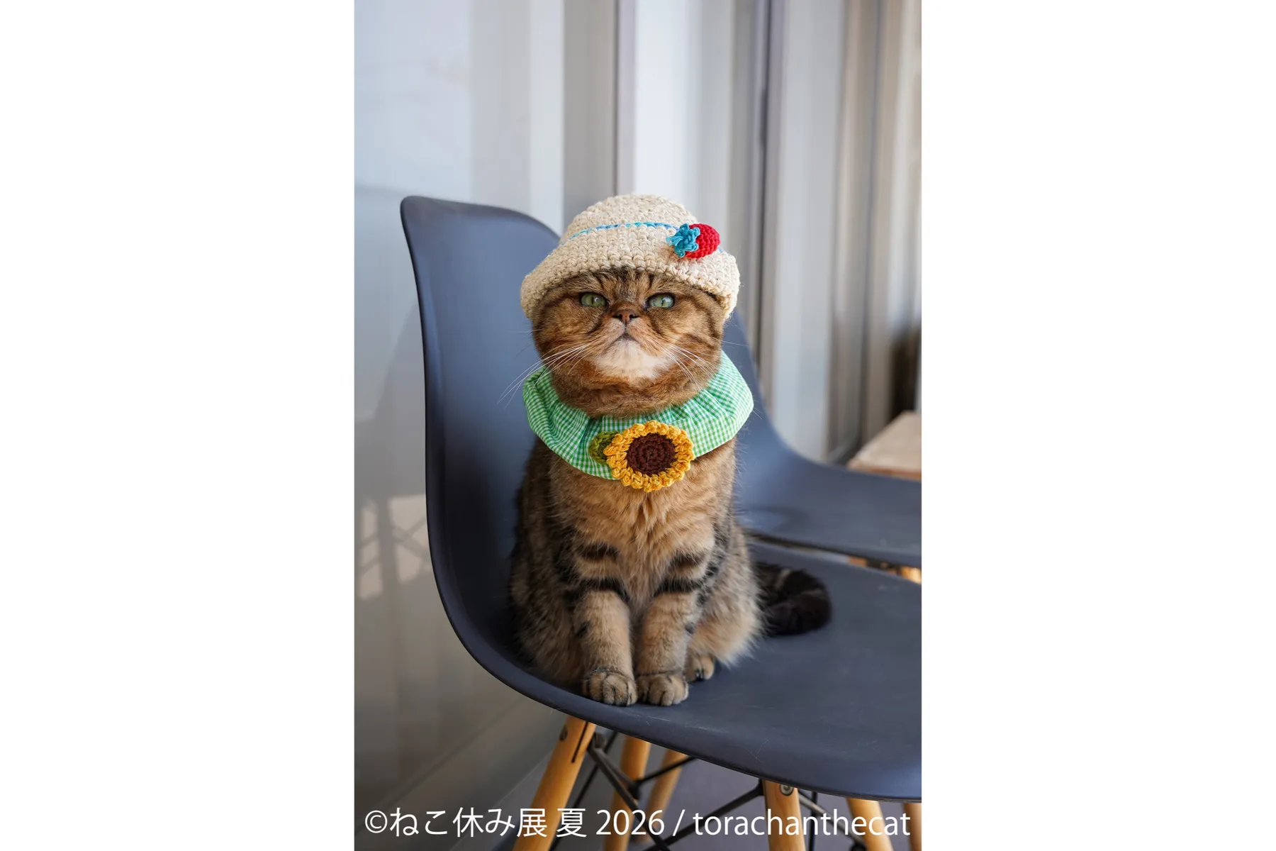 猫の合同写真展＆物販展イベント「ねこ休み展 夏 2026」_15
