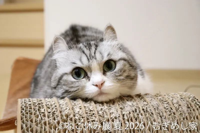 猫の合同写真展＆物販展イベント「ねこ休み展 夏 2026」_2