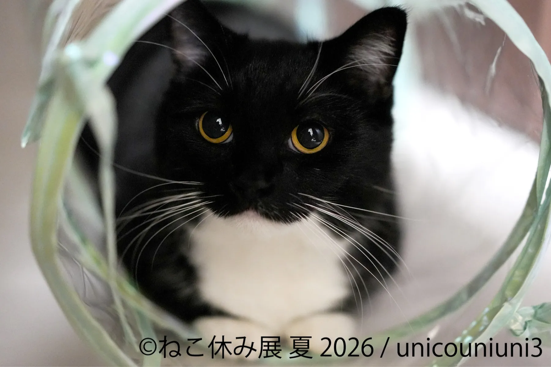 猫の合同写真展＆物販展イベント「ねこ休み展 夏 2026」_3