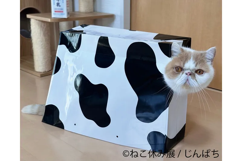 猫の合同写真展＆物販展イベント「ねこ休み展 夏 2026」_4