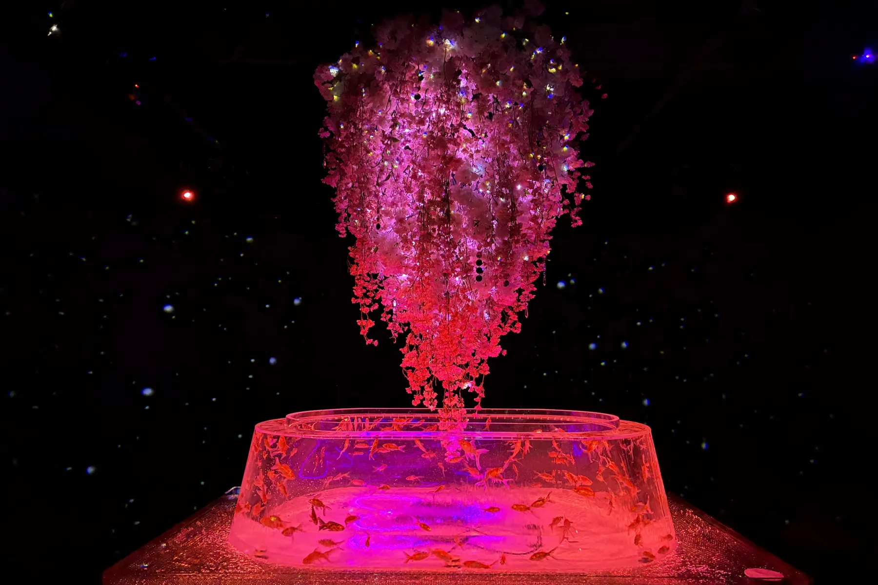 めっちゃ桜2026_5