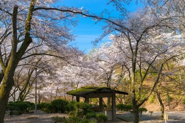 【桜・見ごろ】芦山公園