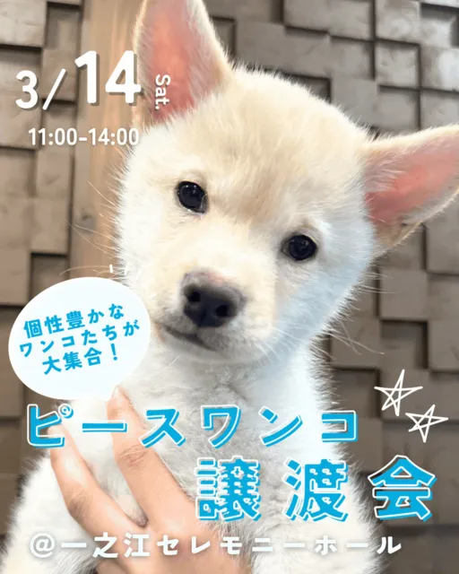 ピースワンコ譲渡会@一之江セレモニーホール