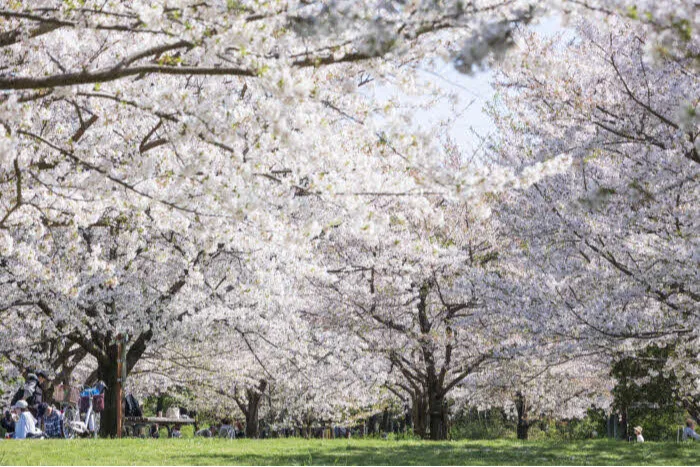 公園内の桜の様子（撮影：加藤有紀）　※写真はイメージとして掲載しています。