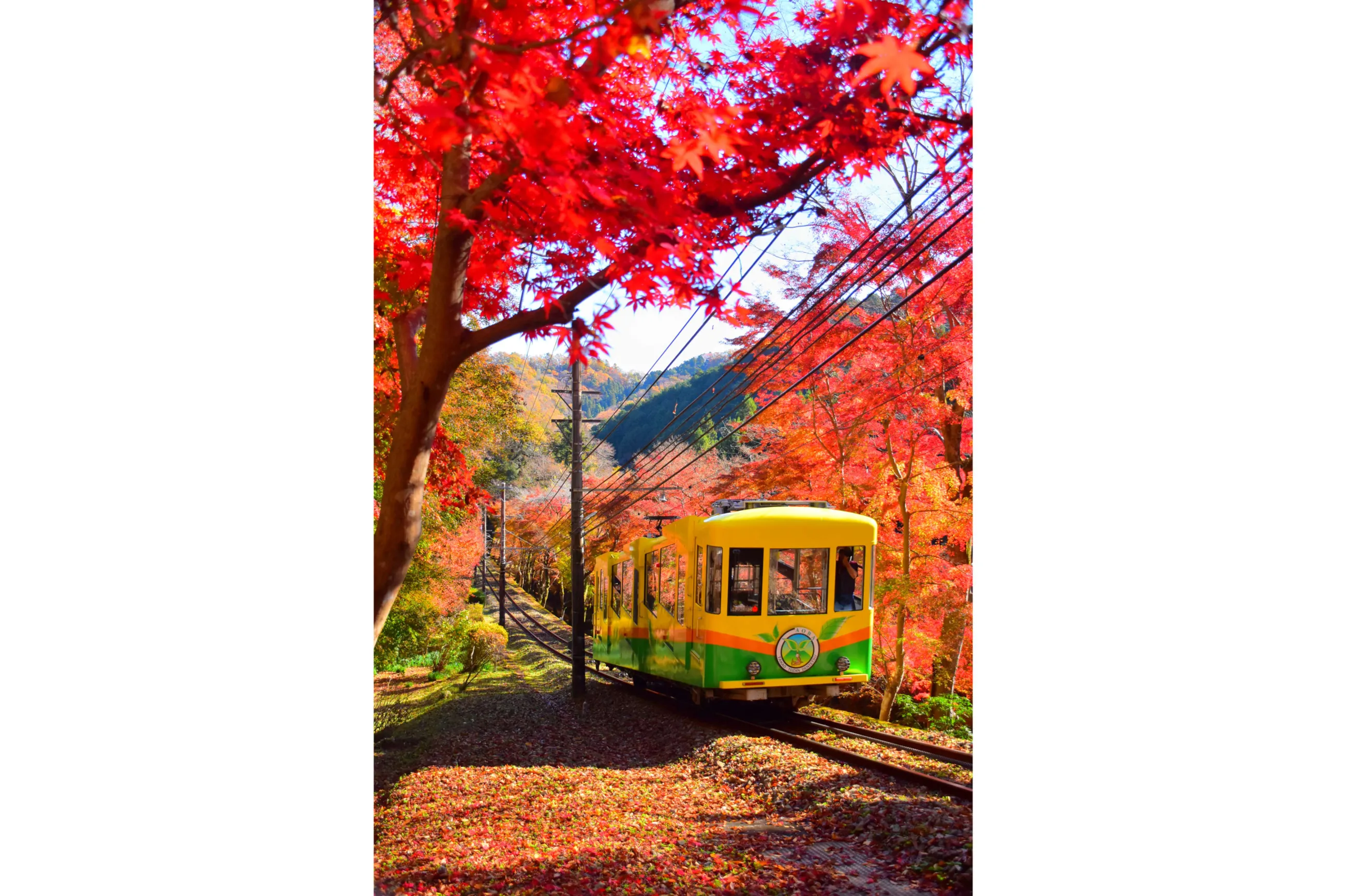 【一点もの】ゆるです☆紅葉のお祭り ねね様が愛した紅葉を『⼿が届く距離』で─円⼭公園『京都 炭