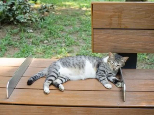広島県動物愛護センター 地域猫セミナー（10月）