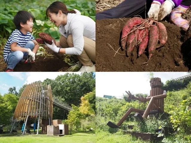 子どもワクワク体験ツアー　栃木県茂木町で秋旅！さつまいも掘り&里山の森探検