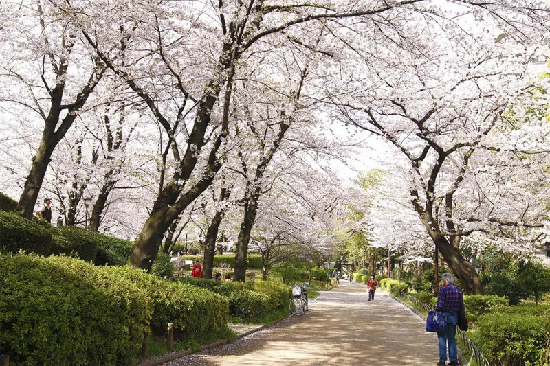 東京スカイツリーのお花見 桜の名所22 レッツエンジョイ東京