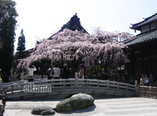 【桜・見ごろ】玉蔵院