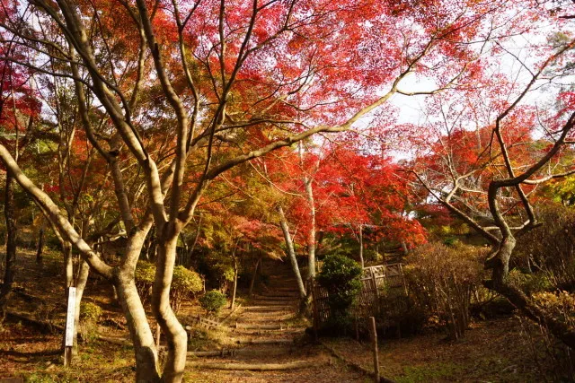 【紅葉・見ごろ】丸山公園
