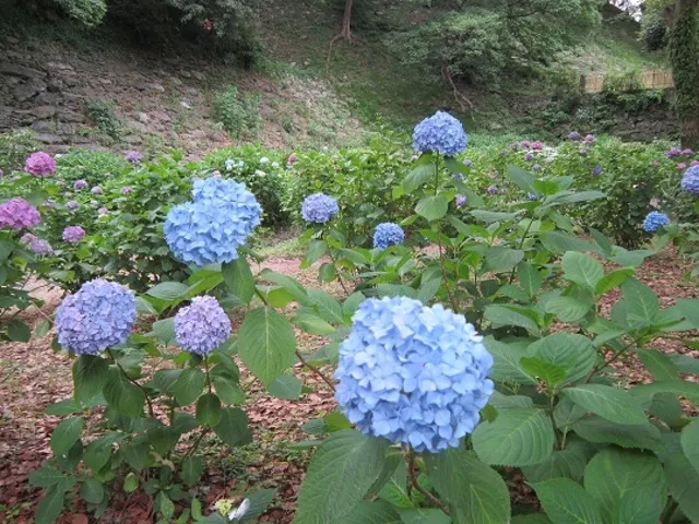 【あじさい・見ごろ】和歌山城