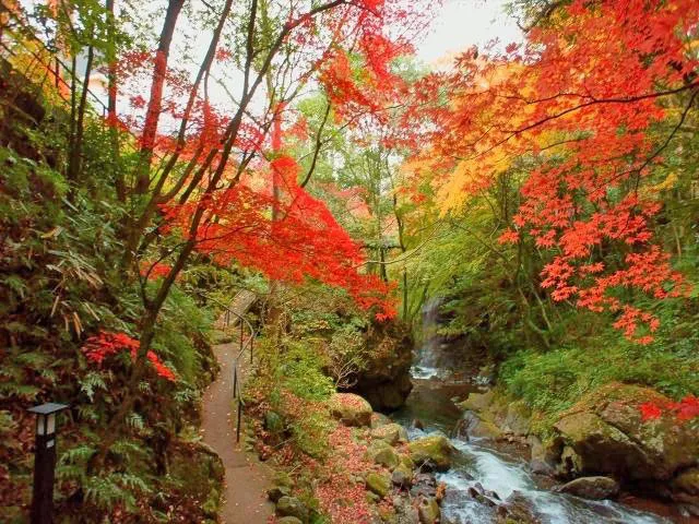 【紅葉・見ごろ】万葉公園