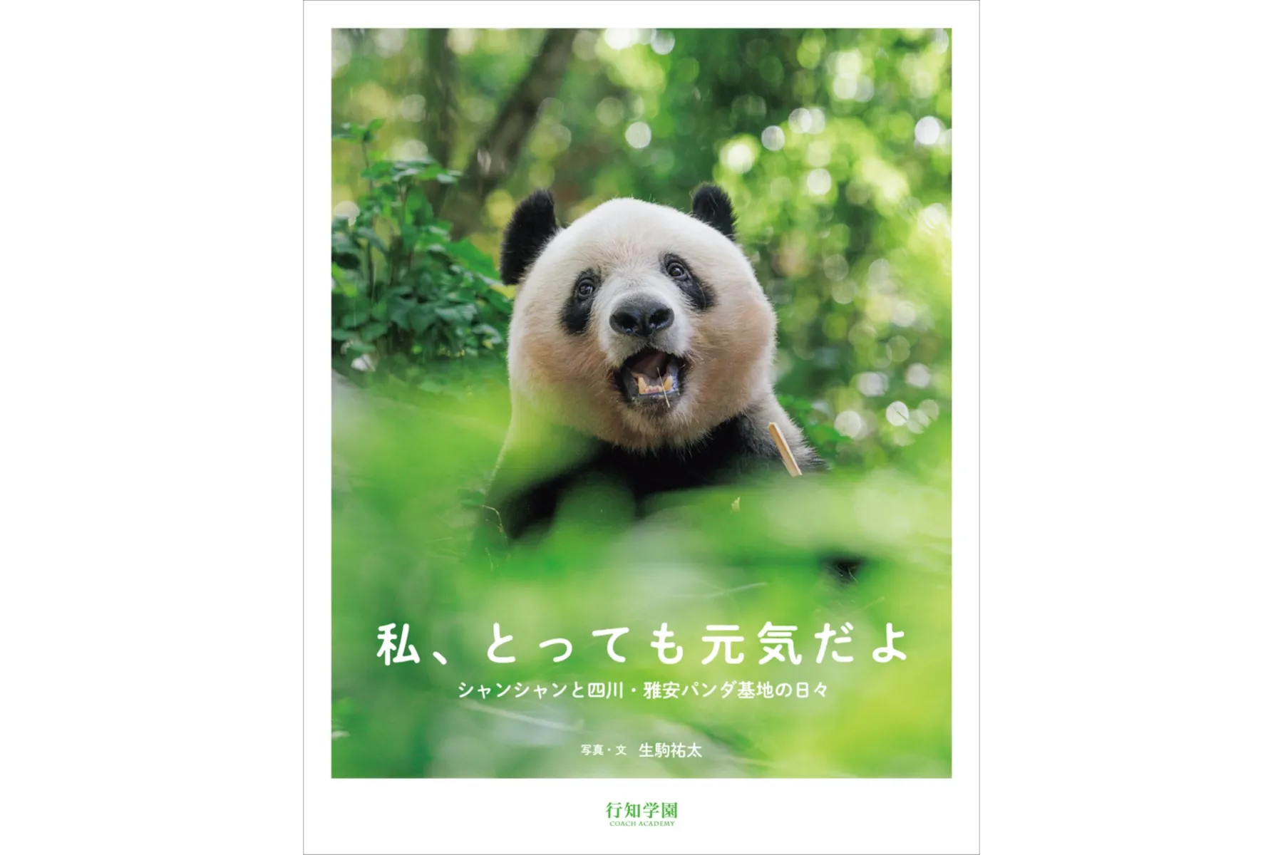 写真集出版&重版記念「大パンダ展　東西パンダ大集合〜上野ファミリーと浜家がやってきた！」_3