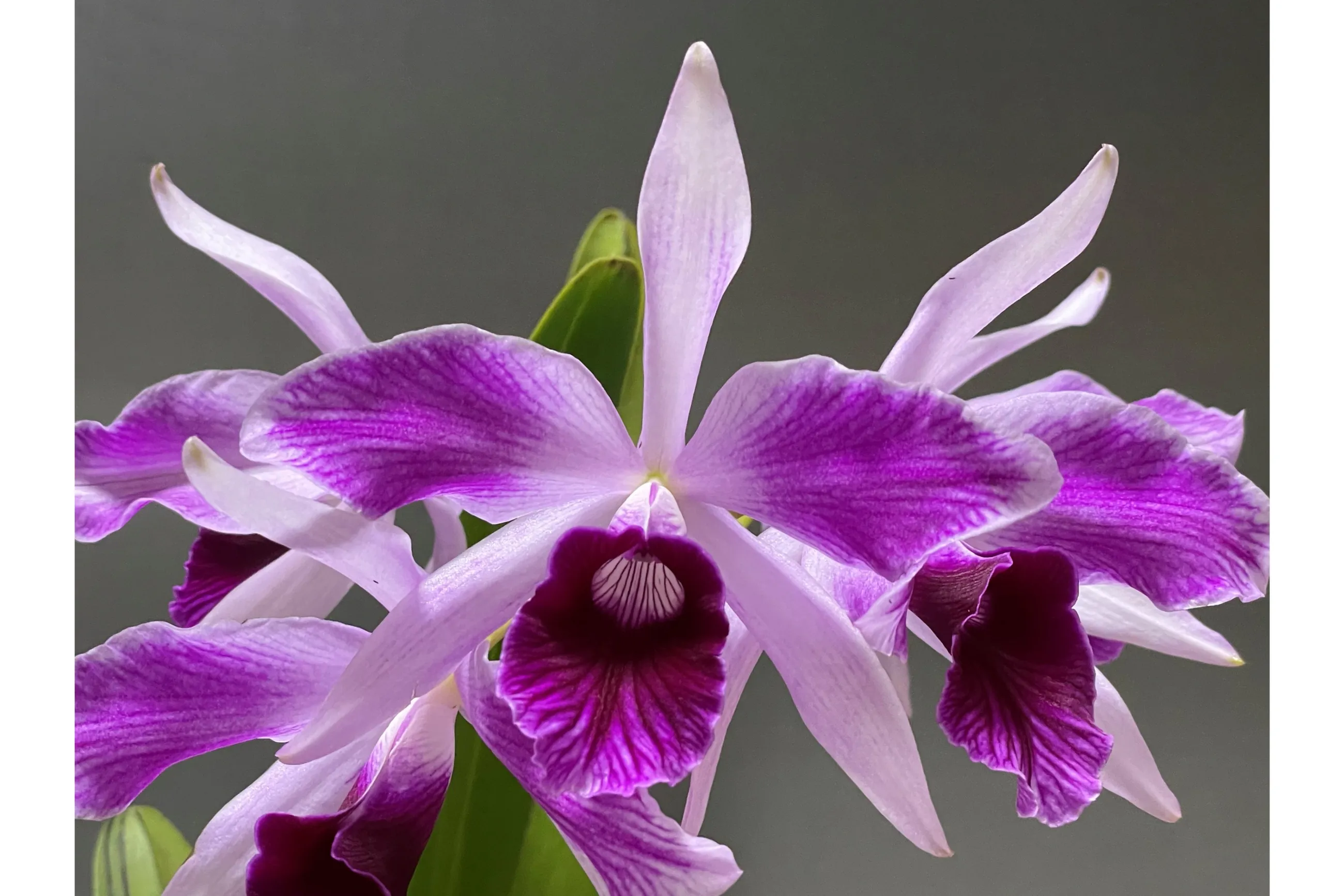 第64回蘭友会らん展 in サンシャインシティ ～万緑を彩るらん～