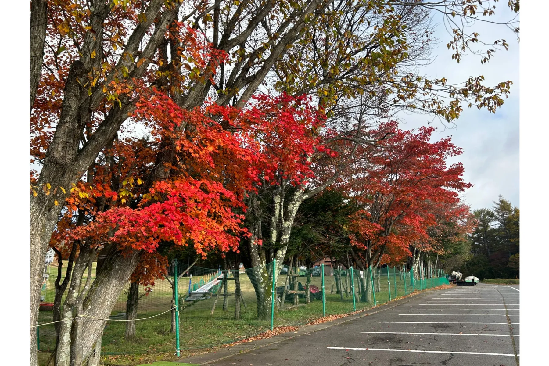 草津温泉スキー場天狗山周辺の紅葉情報_2