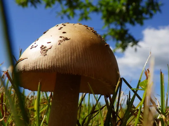 第10回 六甲山のキノコ展