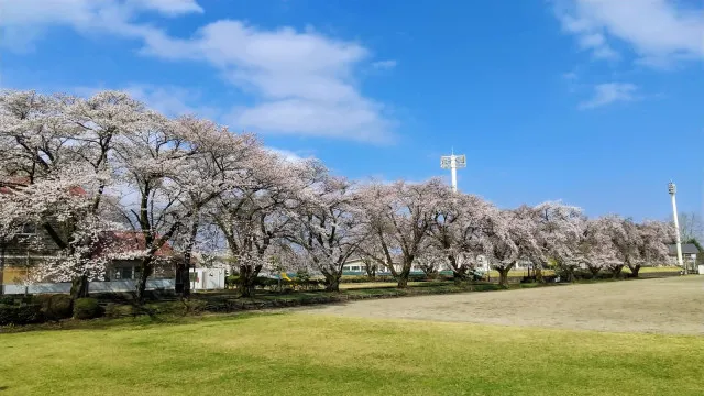 【桜・見ごろ】今市運動公園の桜並木