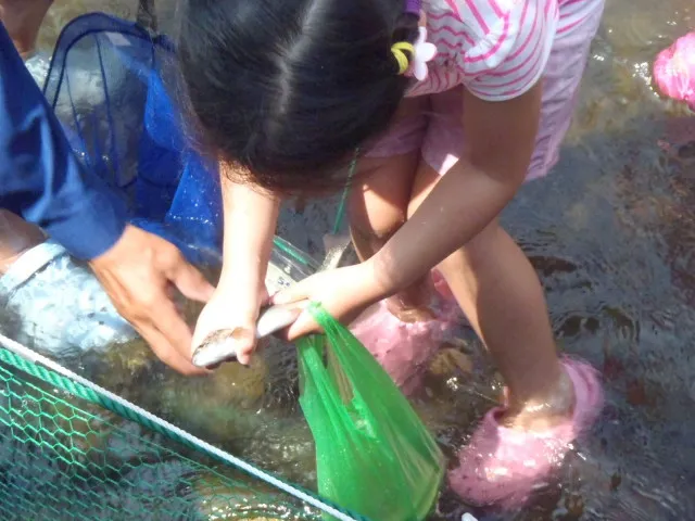 アユのつかみ取り