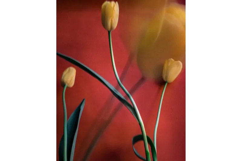 Sarah van Rij, Tullips, 2026
