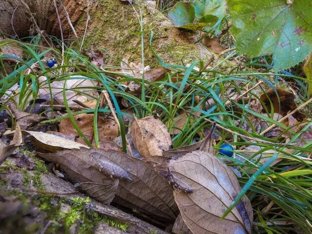 冬の生きものは隠れ上手！？冬越しの生きものを観察しよう！