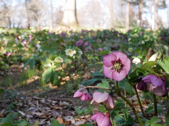 【花・見ごろ】国営武蔵丘陵森林公園　クリスマスローズ