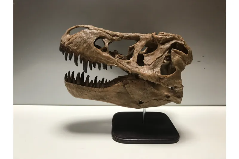 ティラノサウルス頭骨