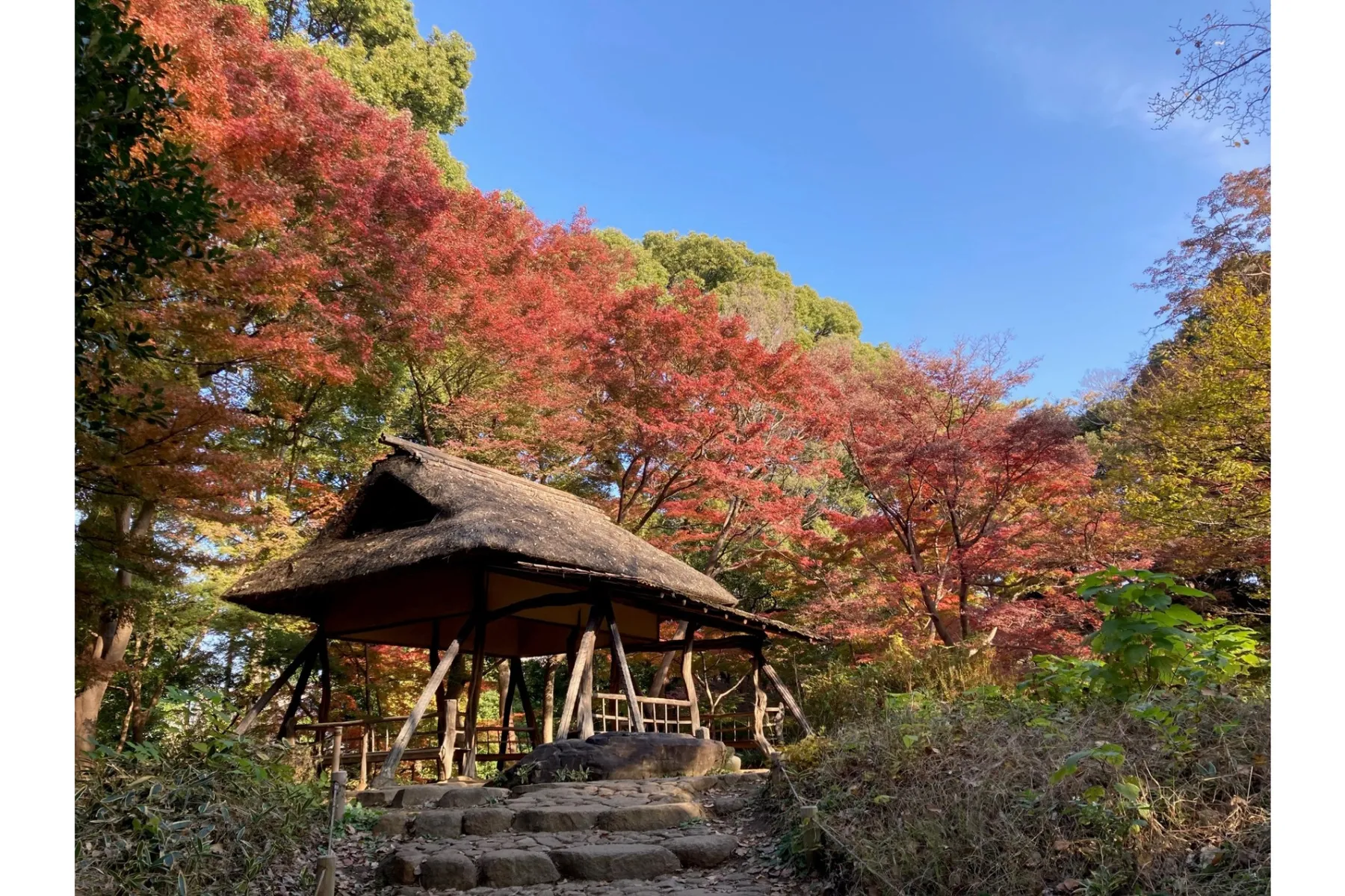 第18回都立庭園「紅葉めぐりスタンプラリー」_10