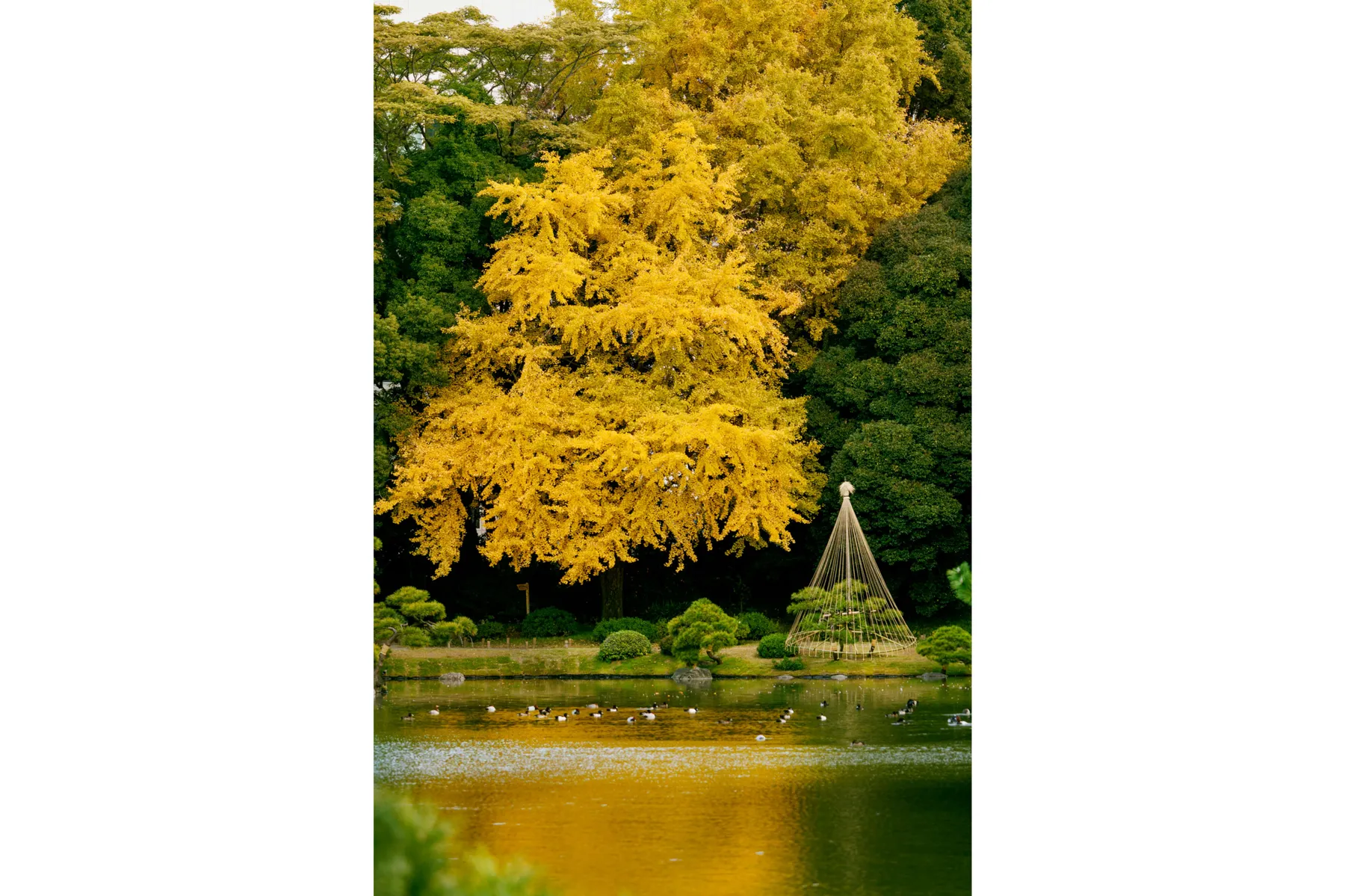 第18回都立庭園「紅葉めぐりスタンプラリー」_13
