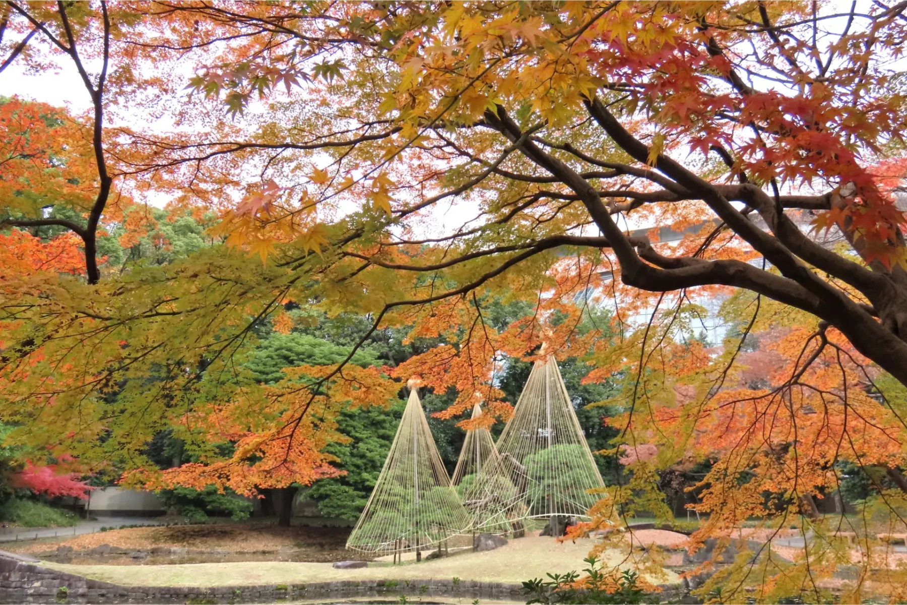 第18回都立庭園「紅葉めぐりスタンプラリー」_9